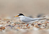 Image. Little Tern