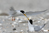 Image. Little Tern