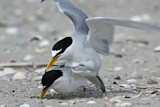 Image. Little Tern