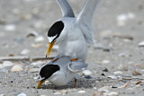 Image. Little Tern