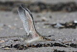 Image. Little Tern
