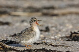 Image. Little Tern
