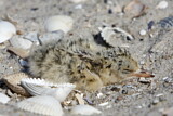 Image. Little Tern