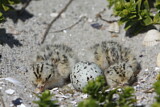 Image. Little Tern