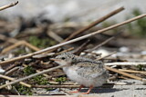 Image. Little Tern