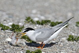 Image. Little Tern
