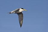 Image. Little Tern