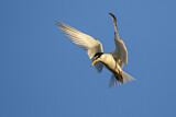 Image. Little Tern