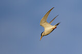 Image. Little Tern