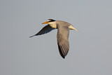 Image. Little Tern