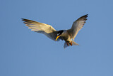 Image. Little Tern