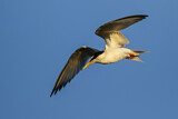 Image. Little Tern