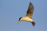 Image. Little Tern