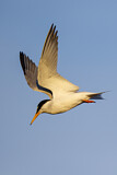 Image. Little Tern