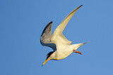 Image. Little Tern