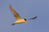 Image. Little Tern