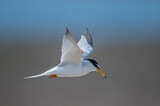Image. Little Tern