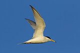 Image. Little Tern