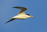 Image. Little Tern