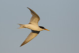 Image. Little Tern