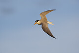 Image. Little Tern