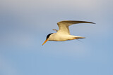 Image. Little Tern