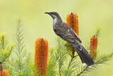 Image. Little Wattlebird