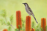 Image. Little Wattlebird