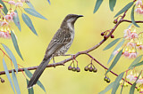 Image. Little Wattlebird