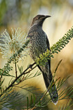 Image. Little Wattlebird