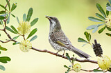 Image. Little Wattlebird