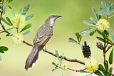 Image. Little Wattlebird