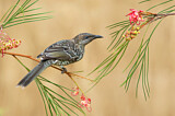 Image. Little Wattlebird