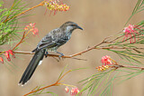 Image. Little Wattlebird