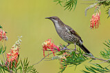 Image. Little Wattlebird