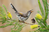 Image. Little Wattlebird