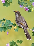 Image. Little Wattlebird