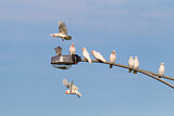 Image. Long-billed Corella & Little Corella