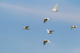 Image. Long-billed Corella & Little Corella
