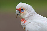 Image. Long-billed Corella