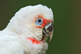 Image. Long-billed Corella