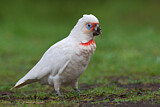 Image. Long-billed Corella