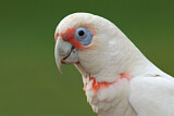Image. Long-billed Corella