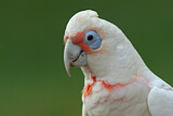 Image. Long-billed Corella