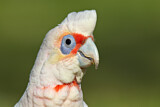 Image. Long-billed Corella