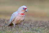 Image. Long-billed Corella