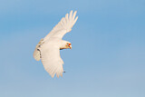 Image. Long-billed Corella