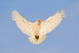 Image. Long-billed Corella