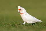 Image. Long-billed Corella