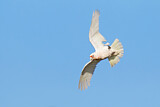 Image. Long-billed Corella